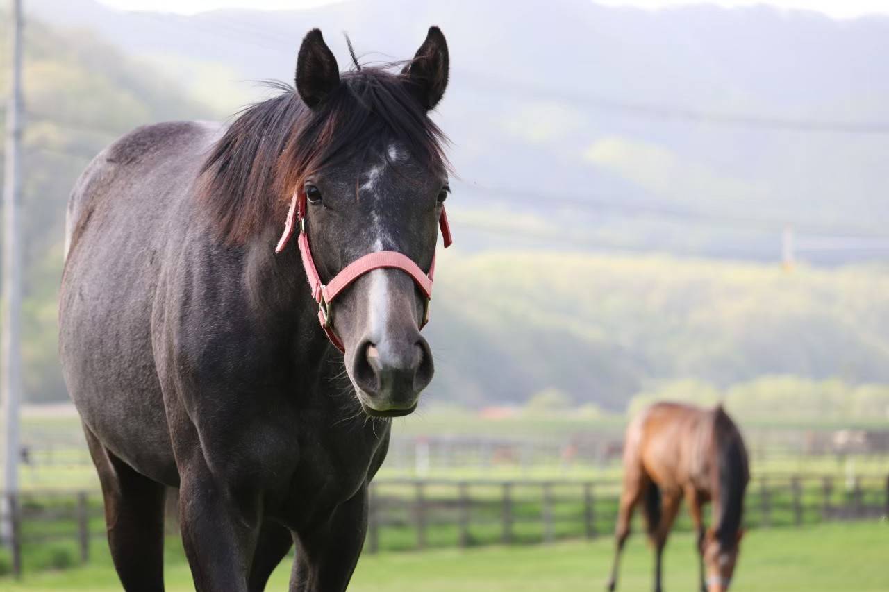 競馬 オグリキャップの孫 レディアイコのデビュー戦は最下位16着 W ウマ娘うまぴょい速報