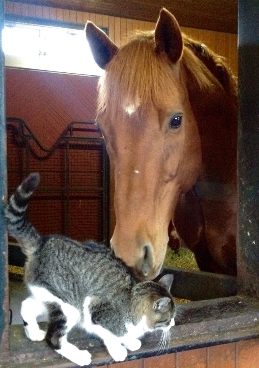 馬って本当に猫と遊んだりするの ウマ娘うまぴょい速報