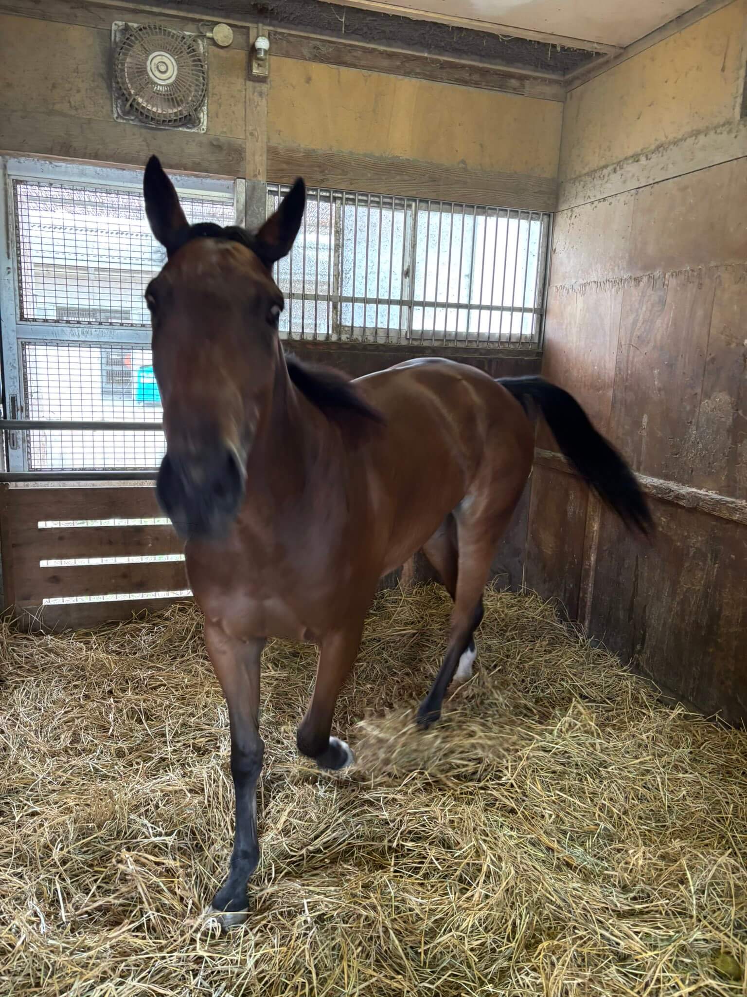 【競馬】まめちゃんこと『スティルアイライズ』が加藤和宏厩舎へ入厩