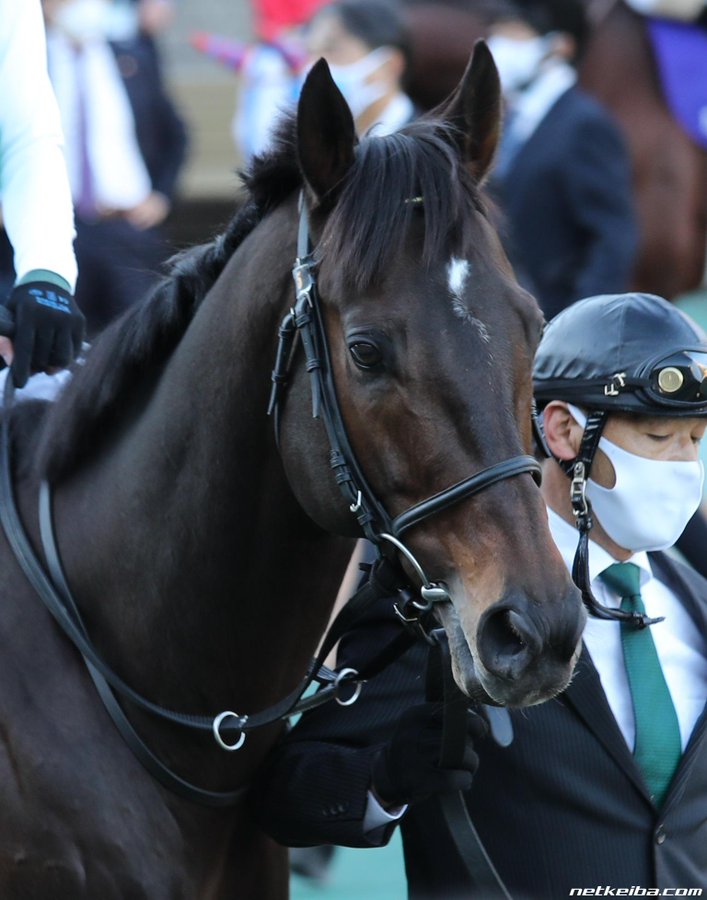 【競馬】偶然にも京成杯出走『アクセス』の父を紹介するnetkeibaさん