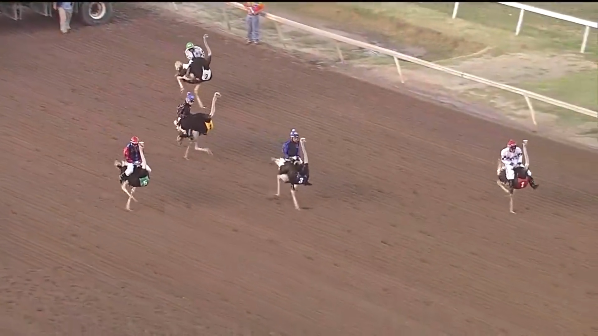 アメリカでダチョウレース！なんか見たことある光景